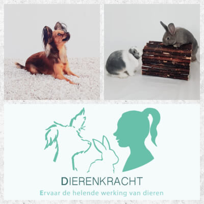 psychotherapeuten Waregem Praktijk Dierenkracht